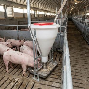 Comedero Cerdos Ceba 100 Kg para alimentación porcina Alosan SAS Colombia
